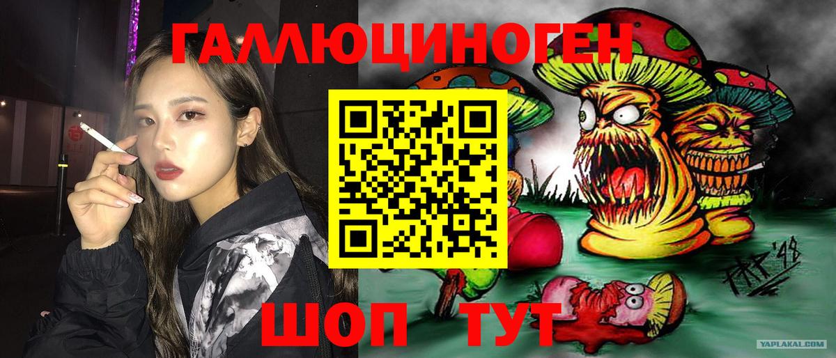 Псилоцибиновые грибы Psilocybe Киселёвск